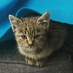 Graefl Major Ketutkoez Poroszló
