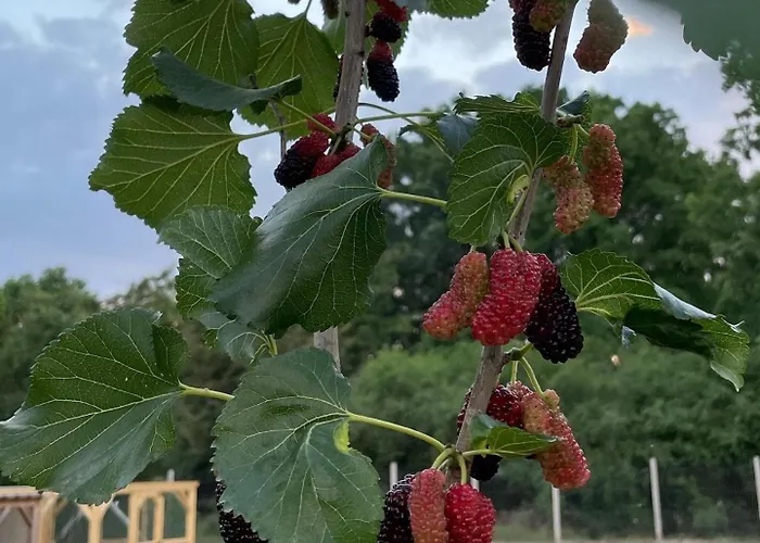 Graefl Major Ketutkoez Apartmán Poroszló